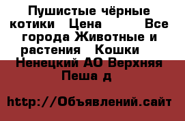Пушистые чёрные котики › Цена ­ 100 - Все города Животные и растения » Кошки   . Ненецкий АО,Верхняя Пеша д.